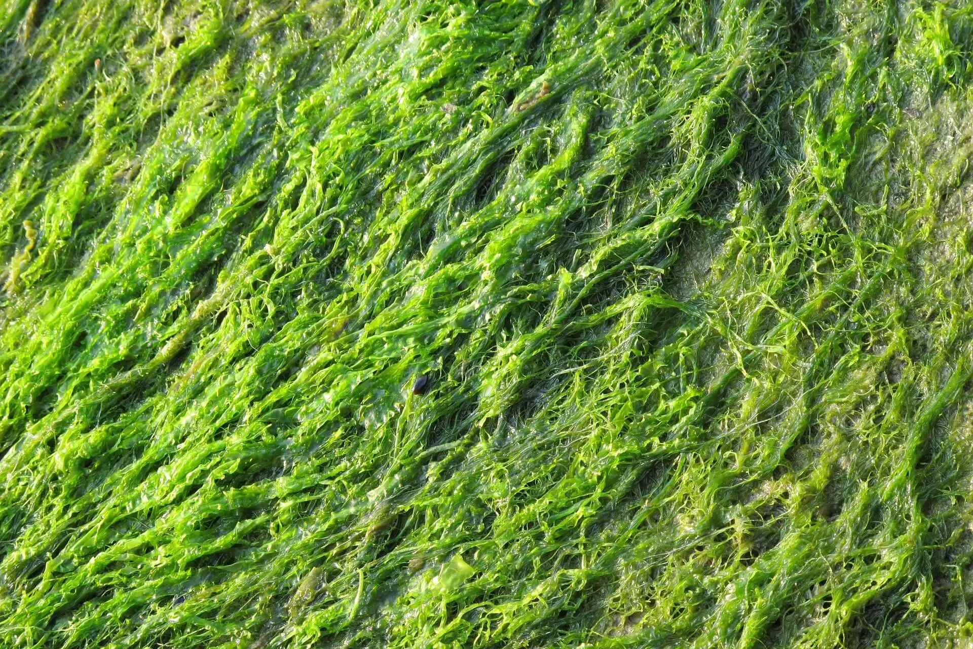 dlaczego ekstrakt z alg jest idealnym środkiem wzbogacającym glebę