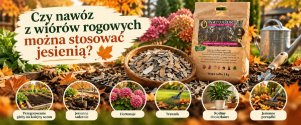 wióry rogowe - jesień